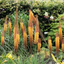 Эремурус (Eremurus) Эремурус (Eremurus)