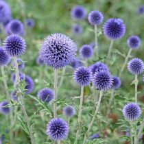 Мордовник (Echinops) Мордовник (Echinops)