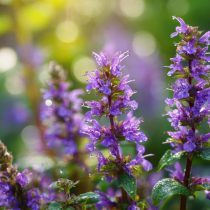Иссоп (Hyssopus officinalis) Иссоп (Hyssopus officinalis)