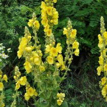 Вербаскум, или коровяк (Verbascum) Вербаскум, или коровяк (Verbascum)