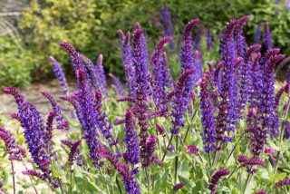 Шалфей дубравный (Salvia nemorosa) Шалфей дубравный (Salvia nemorosa)