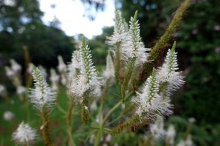 Вероника и вероникаструм (Veronica, Veronicastrum virginicum) Вероника и вероникаструм (Veronica, Veronicastrum virginicum)