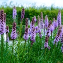 Лиатрис колосковый (Liatris spicata) Лиатрис колосковый (Liatris spicata)