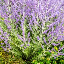 Перовския (Perovskia atriplicifolia, syn. Salvia yangii) Перовския (Perovskia atriplicifolia, syn. Salvia yangii)