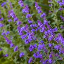 Котовник (Nepeta) Котовник (Nepeta)