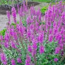 Дербенник иволистный (Lythrum salicaria) Дербенник иволистный (Lythrum salicaria)