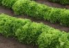 Салат, который захочется выращивать снова: 7 урожайных и вкусных сортов - Цветник и ландшафт Салат, который захочется выращивать снова: 7 урожайных и вкусных сортов