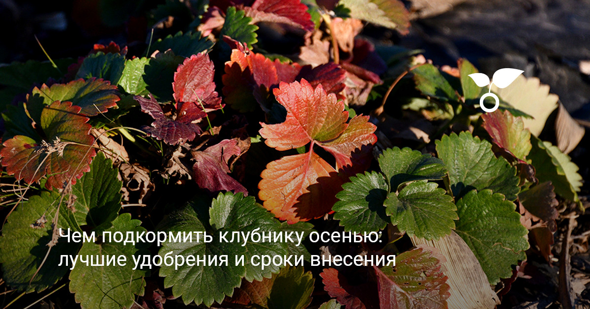 Осенняя подкормка клубники подкормка клубники осенью на садовом участке
