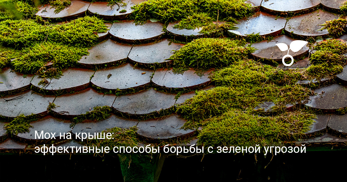 Мох на крыше дома Мхи и лишайники на крыше загородного дома
