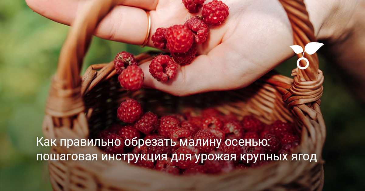 Осенняя обрезка малины в саду для получения крупных ягод