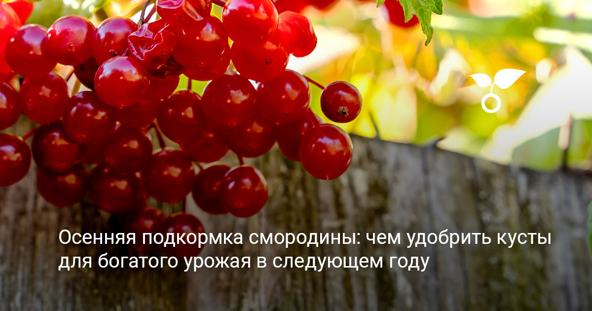 Осенняя подкормка смородины осенняя подкормка смородины для восстановления кустарника и подготовки к зиме
