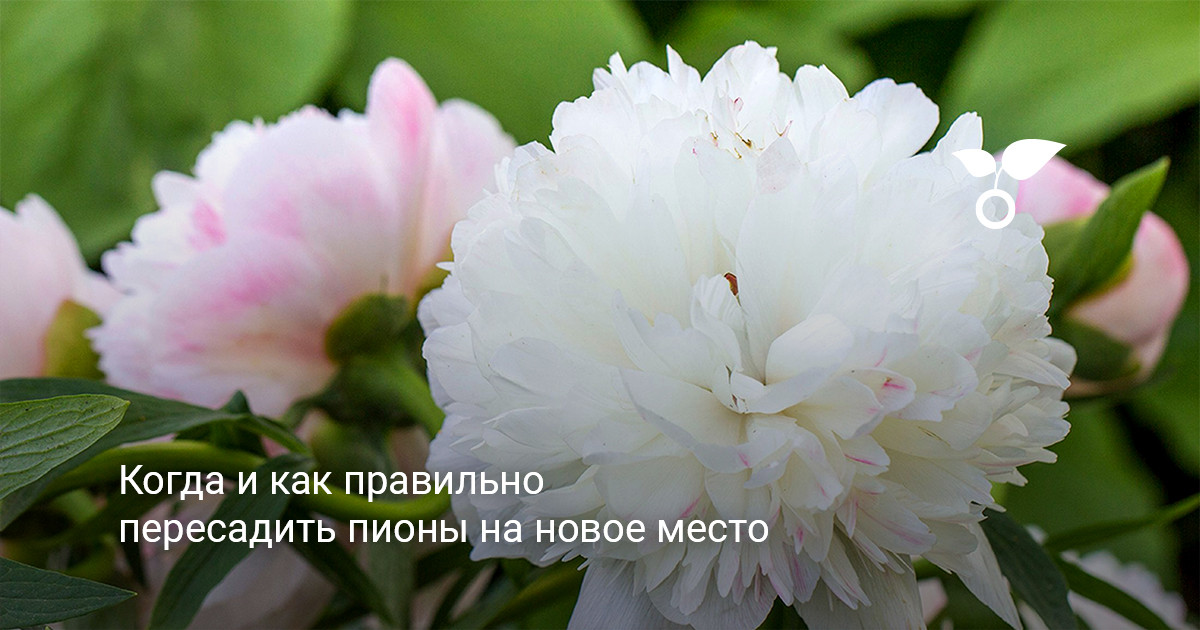 Красивые цветущие пионы на клумбе в саду