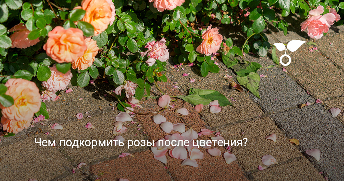 Цветущие садовые розы Красивые цветущие розы на клумбе в саду