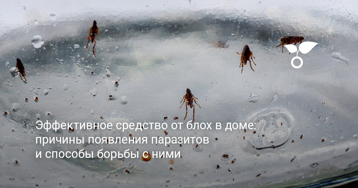эффективное средство от блох в доме и борьба с паразитами