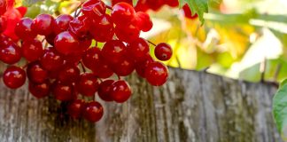 Осенняя подкормка смородины: чем удобрить кусты для богатого урожая в следующем году