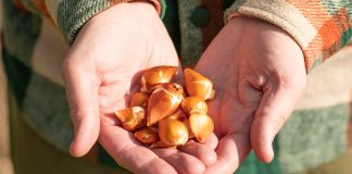 Осенняя посадка тюльпанов и луковичных: пошаговое руководство для пышного весеннего цветения - Цветы многолетние