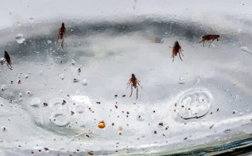 Эффективное средство от блох в доме: причины появления паразитов и способы борьбы с ними Эффективное средство от блох в доме: причины появления паразитов и способы борьбы с ними