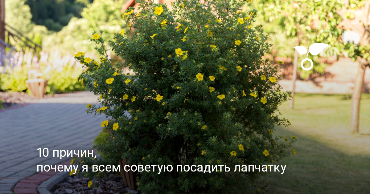 Лапчатка кустарниковая в саду Пышный куст лапчатки кустарниковой с желтыми цветками на участке