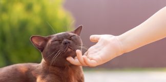 10 самых тактильных пород кошек — а ваша в списке?