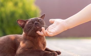10 самых тактильных пород кошек — а ваша в списке?