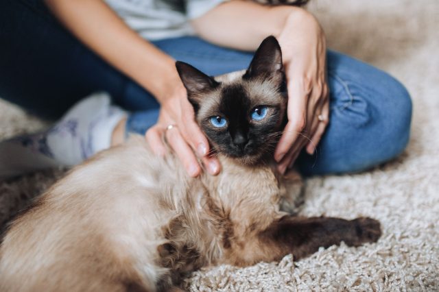 Сиамская кошка Сиамская кошка
