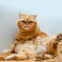 Экзотическая короткошёрстная кошка 1 Экзотическая короткошёрстная кошка 1