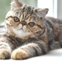 Экзотическая короткошёрстная кошка 3 Экзотическая короткошёрстная кошка 3