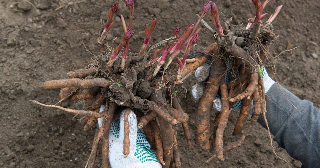 Можно ли пересаживать пионы весной? Данный период вполне подходит для изменения места произрастания культуры в областях с затяжной весной.