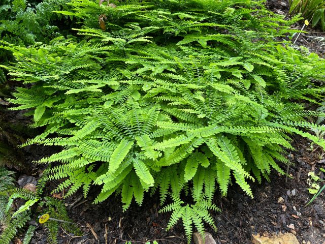 Адиантум стоповидный (adiantum pedatum) Адиантум стоповидный (adiantum pedatum)
