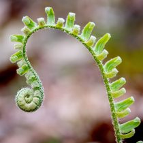Вайи многорядника верхоплодного. Фото 1 Многорядник верхоплодный (polystichum acrostichoides)