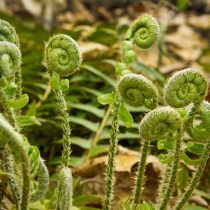Вайи многорядника верхоплодного. Фото 2 Многорядник верхоплодный (polystichum acrostichoides)