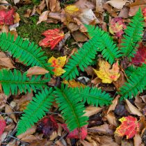 Многорядник верхоплодный (polystichum acrostichoides) Многорядник верхоплодный (polystichum acrostichoides)