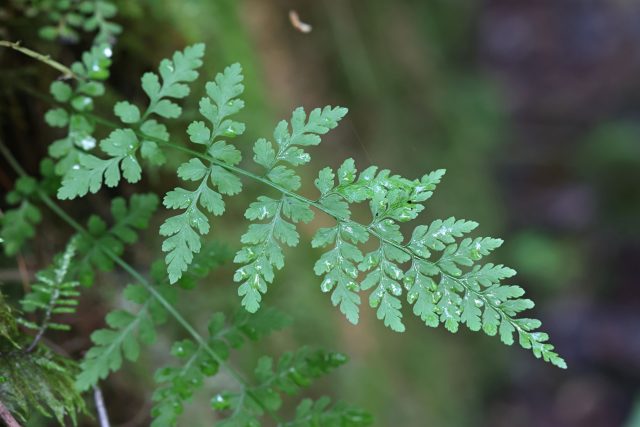Пузырник ломкий (cystopteris fragilis) Пузырник ломкий (cystopteris fragilis)