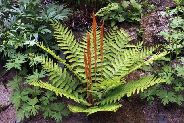 Чистоуст азиатский/ осмунда азиатская (osmunda asiatica) Чистоуст азиатский/ осмунда азиатская (osmunda asiatica)