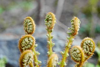 Чистоуст/ осмунда Клейтона. Вайи Чистоуст/ осмунда Клейтона (osmunda claytoniana). Вайи