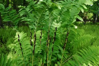 Чистоуст/ осмунда Клейтона (osmunda claytoniana) Чистоуст/ осмунда Клейтона (osmunda claytoniana)