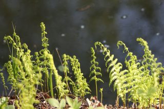 Телиптерис болотный (thelypteris palustris) Телиптерис болотный (thelypteris palustris)