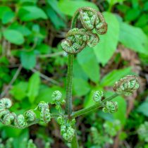 Орляк обыкновенный (pteridium aquilinum). Вайи Орляк обыкновенный (pteridium aquilinum). Вайи