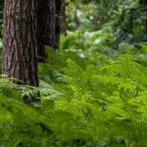 Орляк обыкновенный (pteridium aquilinum). Фото 2 Орляк обыкновенный (pteridium aquilinum). Фото 2