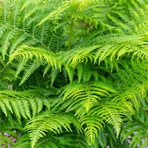 Орляк обыкновенный (pteridium aquilinum). Фото 1 Орляк обыкновенный (pteridium aquilinum)