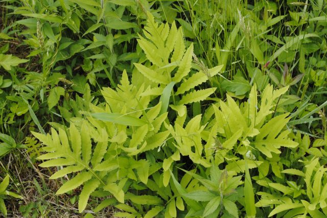 Оноклея чувствительная (onoclea sensibilis) Оноклея чувствительная (onoclea sensibilis)