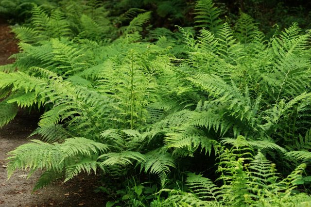 Кочедыжник женский (athyrium felix-femina) Кочедыжник женский (athyrium felix-femina)