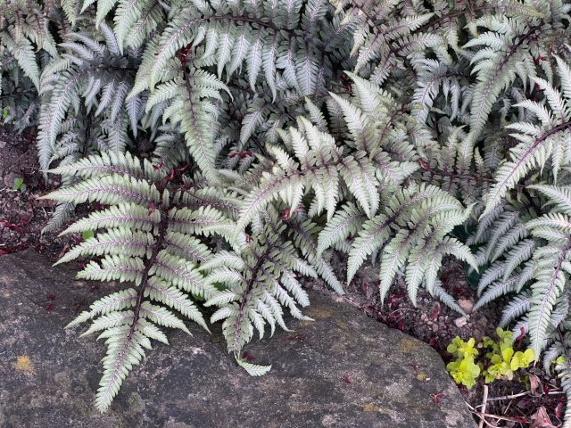 Кочедыжник ниппонский (athyrium nipponicum) Кочедыжник ниппонский (athyrium nipponicum)