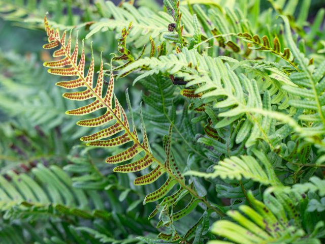 Многоножка обыкновенная/ сладкий папоротник (polypodium vulgare) Многоножка обыкновенная/ сладкий папоротник (polypodium vulgare)