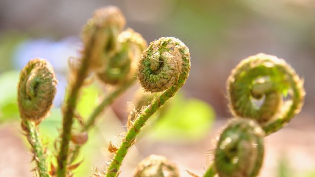 Многорядник трехраздельный (polystichum tripteron): ажурные зеленые вайи слегка закручиваются по спирали, образуя идеальную сферу. Многорядник трехраздельный (polystichum tripteron)
