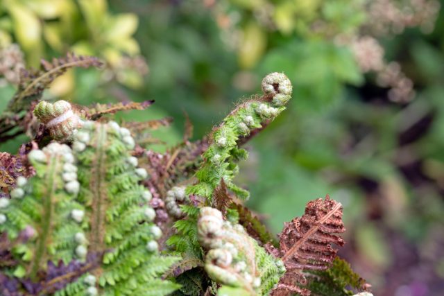 Многорядник Брауна (polystichum braunii): красивый папоротник с широкими блестящими зелеными вайями и коричневатым черешком Многорядник Брауна (polystichum braunii)