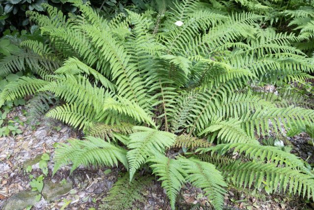 Многорядник шиповатый (polystichum aculeatum) Многорядник шиповатый (polystichum aculeatum)