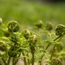 Щитовник мужской (dryopteris filix-mas). Вайи Щитовник мужской (dryopteris filix-mas). Вайи
