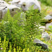 Щитовник мужской (dryopteris filix-mas) Щитовник мужской (dryopteris filix-mas)