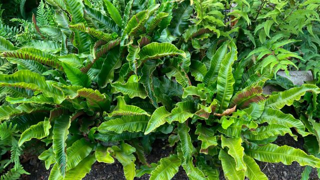 Листовик/костенец сколопендровый (asplenium scolopendrium) Листовик/костенец сколопендровый (asplenium scolopendrium)